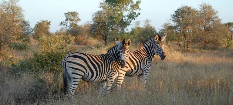 Burchell's zebra is a southern subspecies of the plains zebra