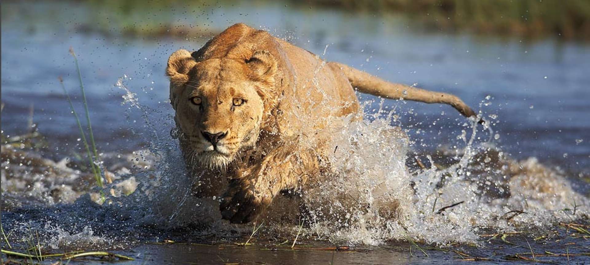A focused lionness chases down her prey
