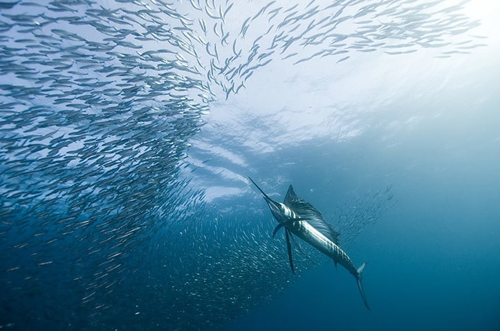Sailfish and Marlin are plentiful for deep sea fishing enthusiasts