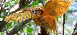 A Pel's Fishing Owl spreading its wings ready to take flight. Photo: Canva
