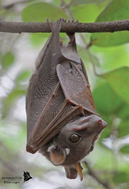 The amazing Peter's Dwarf epauletted fruit bat Credit:Dan Logan