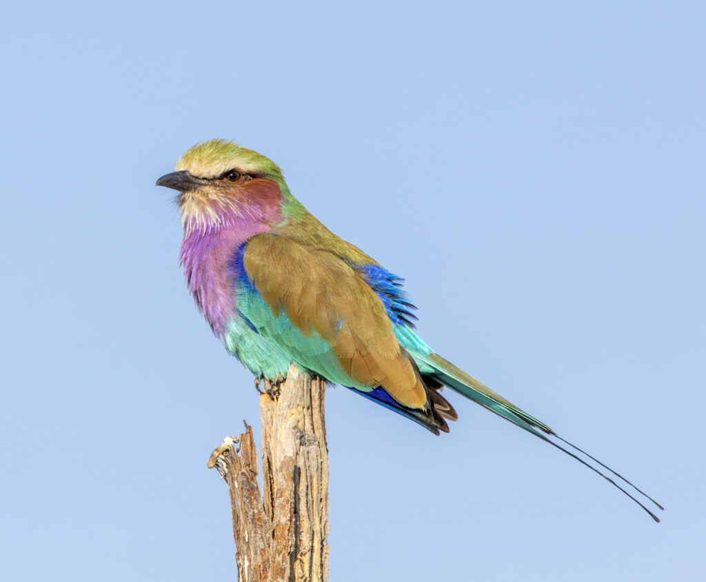 Birds in Kenya