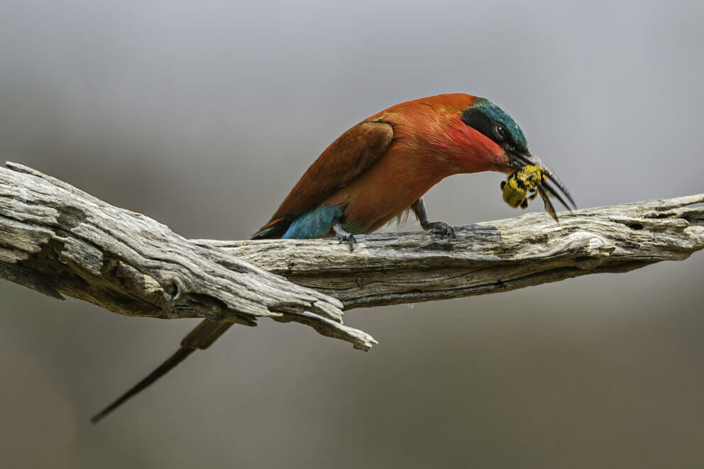 Southern carmine bee-eater in Chobe National Park, Botswana.