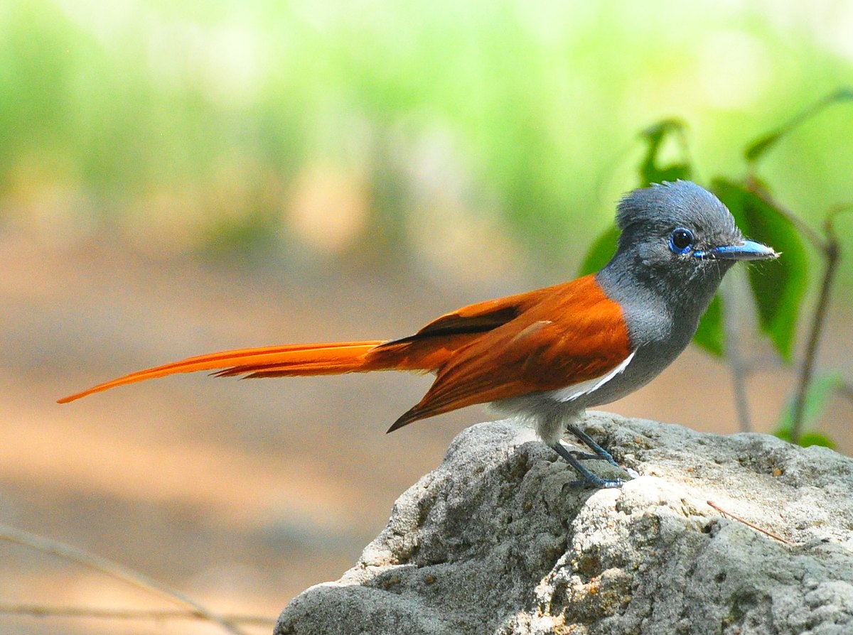 The African paradise flycatcher can be seen in and around Vic Falls