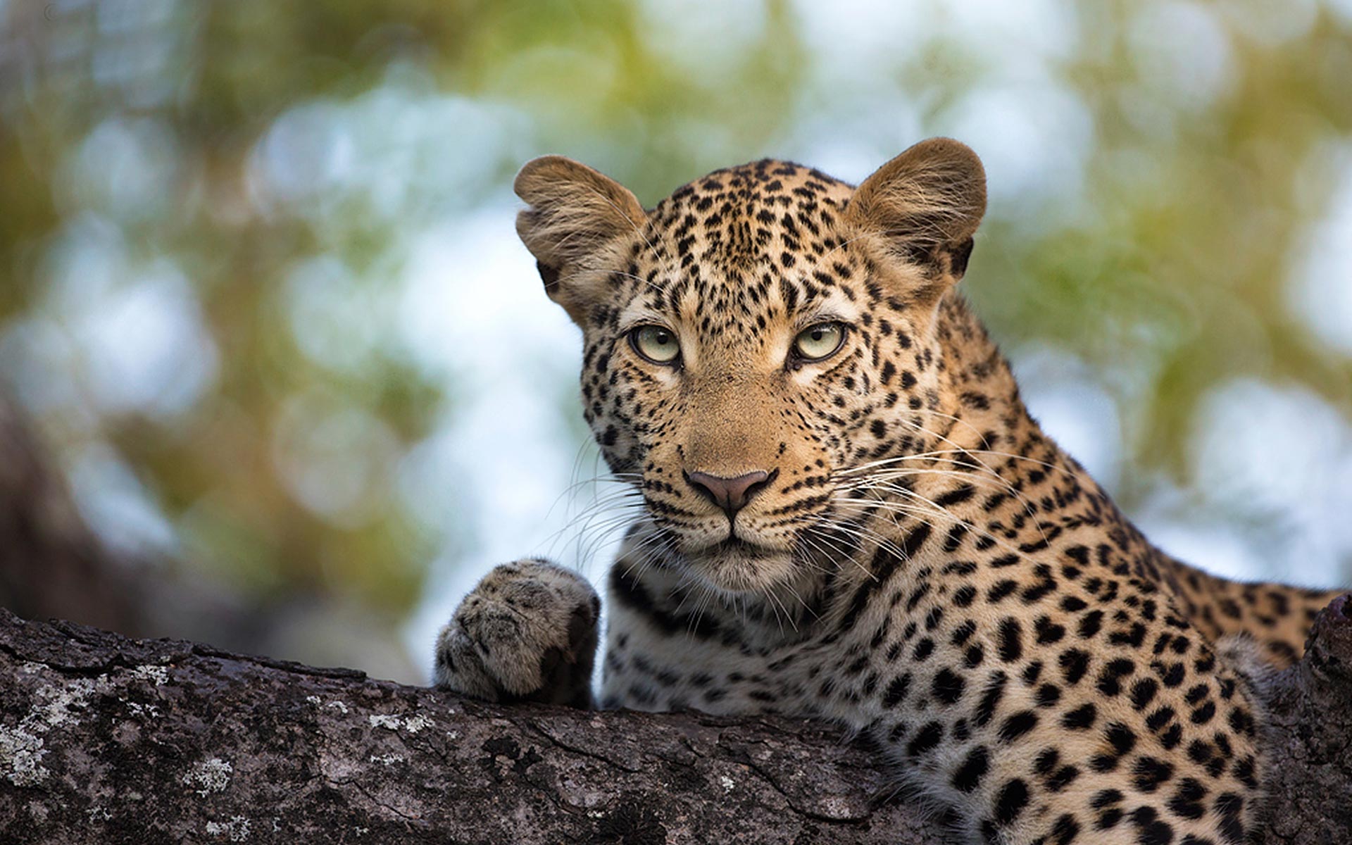 A leopard stares intently at potential prey