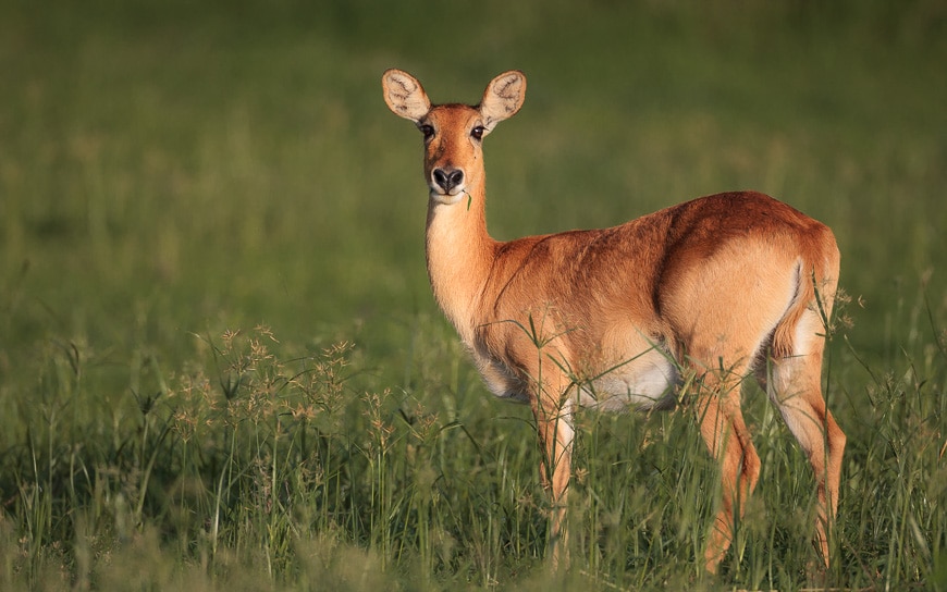 The puku is a rare and astute antelope Credit: Edward Selfe