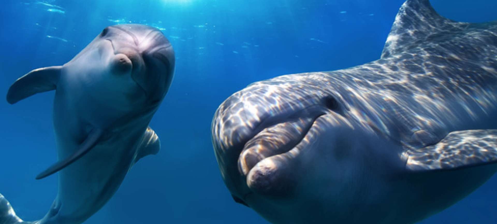 Diving with Dolphins on your Zanzibar luxury honeymoon
