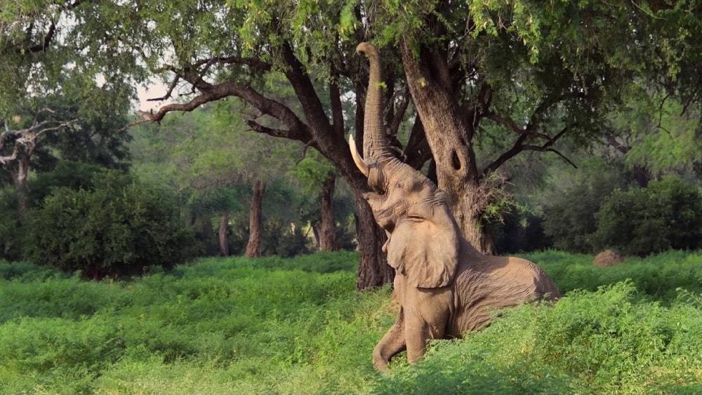 An elephant reaches for the juciest foliage