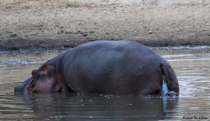 A hippo basks on the banks of a waterhole