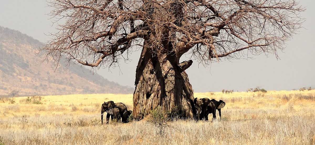 The historic baobabs are ancient trees that dot the landscape