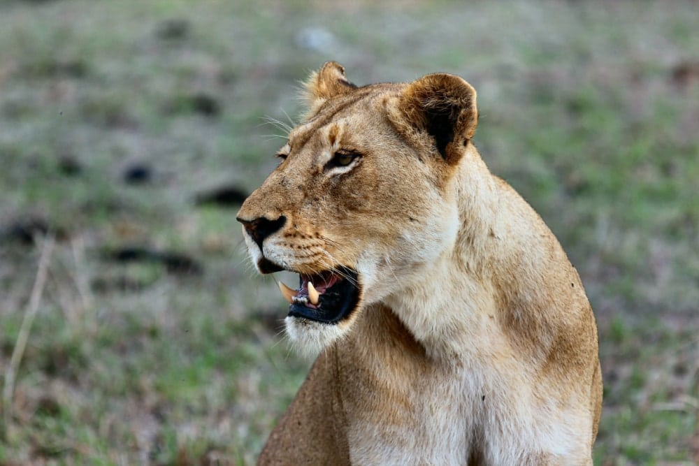 Kruger National Park lion
