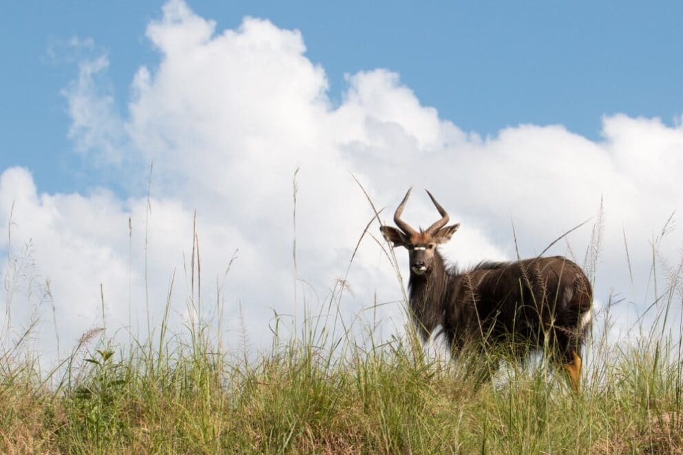 Nyala in the Kruger National Park, South Africa.