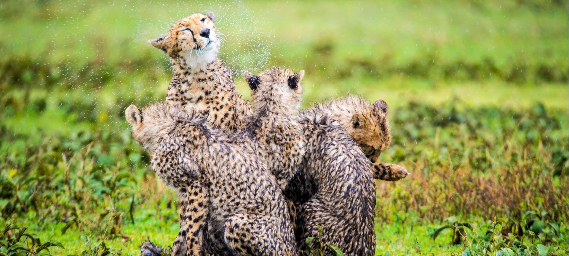 Cheetah play during a brief thunderstorm