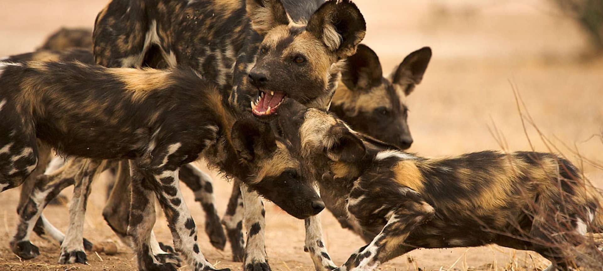 Wild dogs are highly endangered