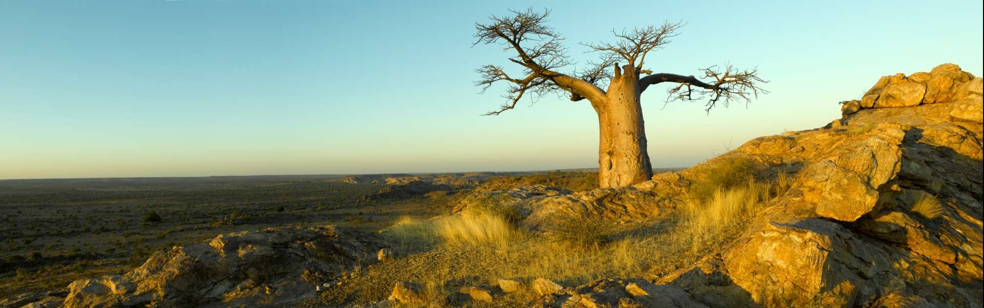 Historic baobab trees can be see throughout Botswana