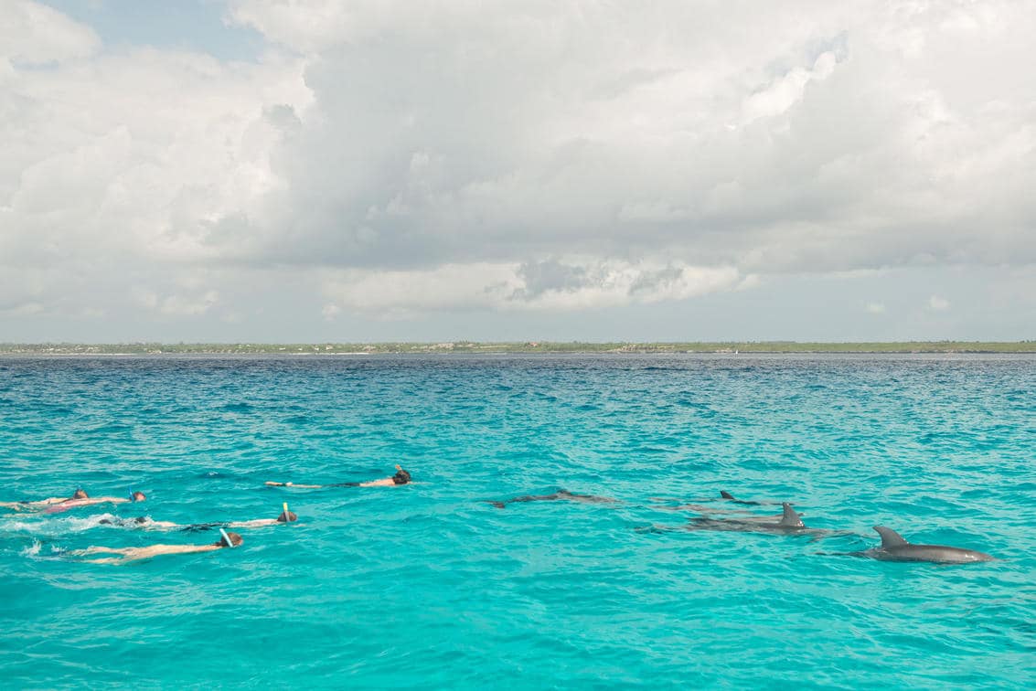 swimming with dolphins on a zanzibar holiday