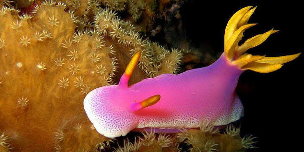 Unusual marine life abounds