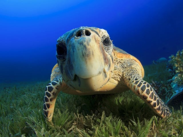 Beautiful sea turtle