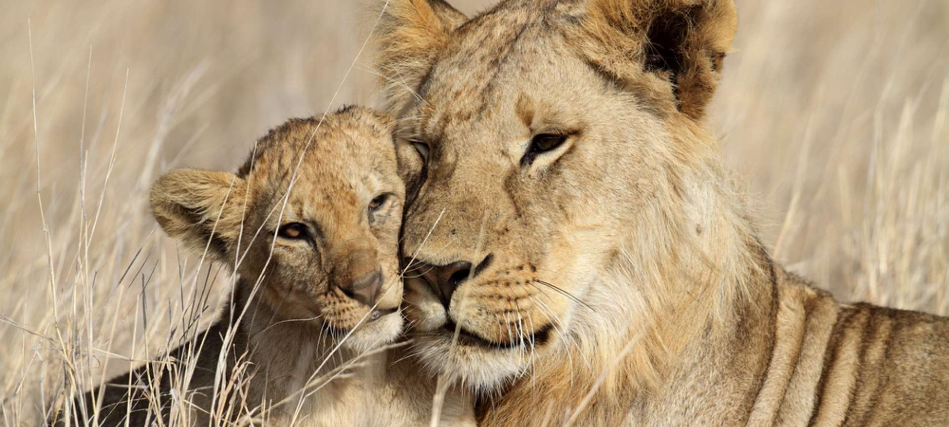 A lioness and her cub are seldom parted