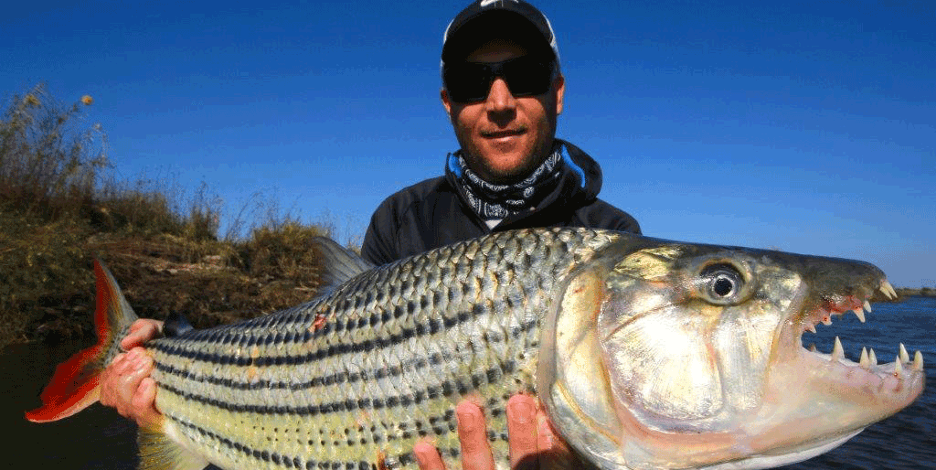 Cat fish are common during August-November, but Tiger fish are the main prize