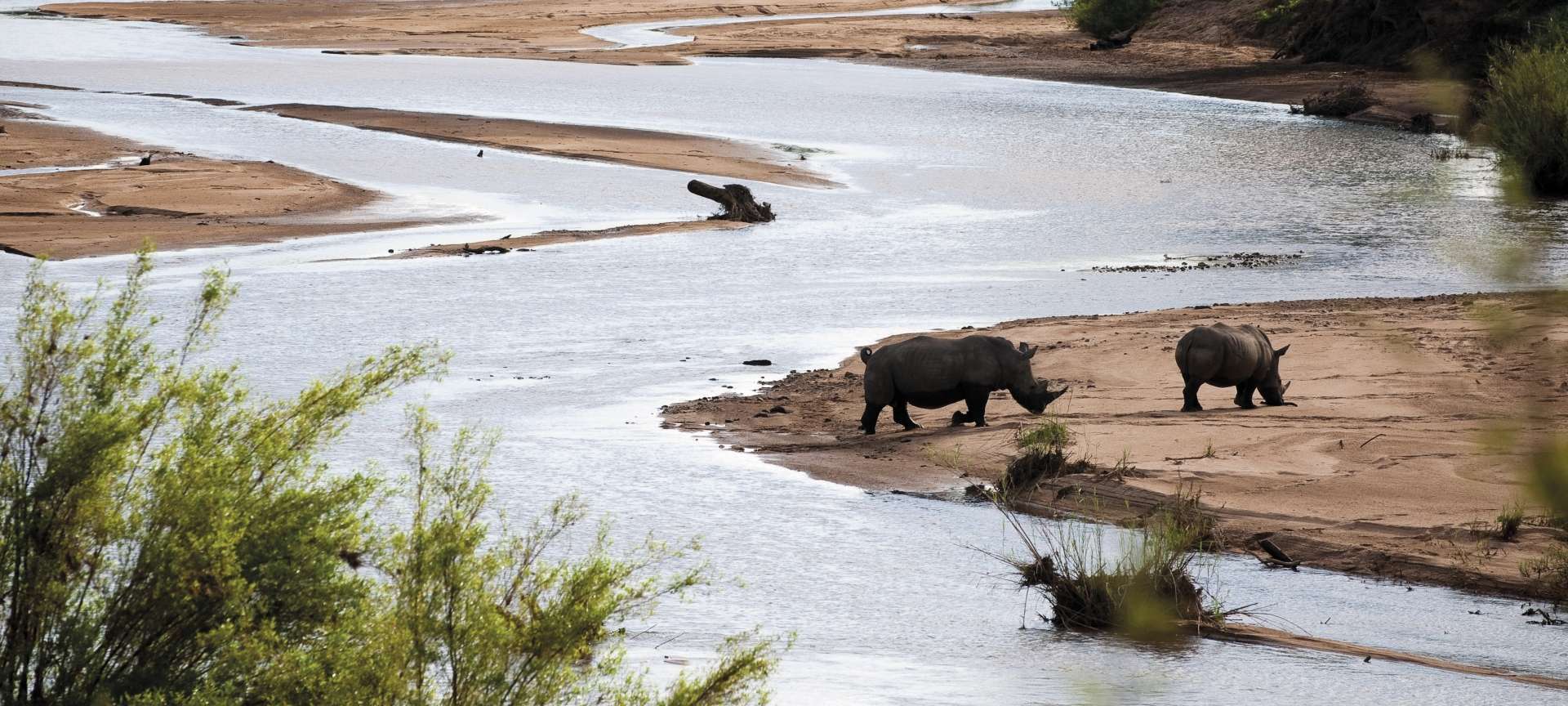 Rhino along the banks of the Khwai River