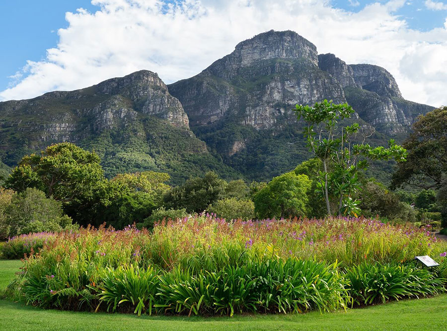 The southern suburbs' most famous inhabitant is Kirstenbosch National Botanical Gardens - a UNESCO World Heritage Site.