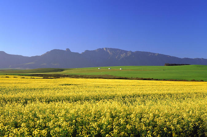Canola fields make for a spectacular scene of yellow flowers Credit: Lonely Planet