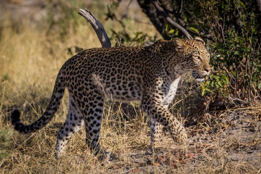 An leopard in the Okavango Delta; as seen on elephant safaris