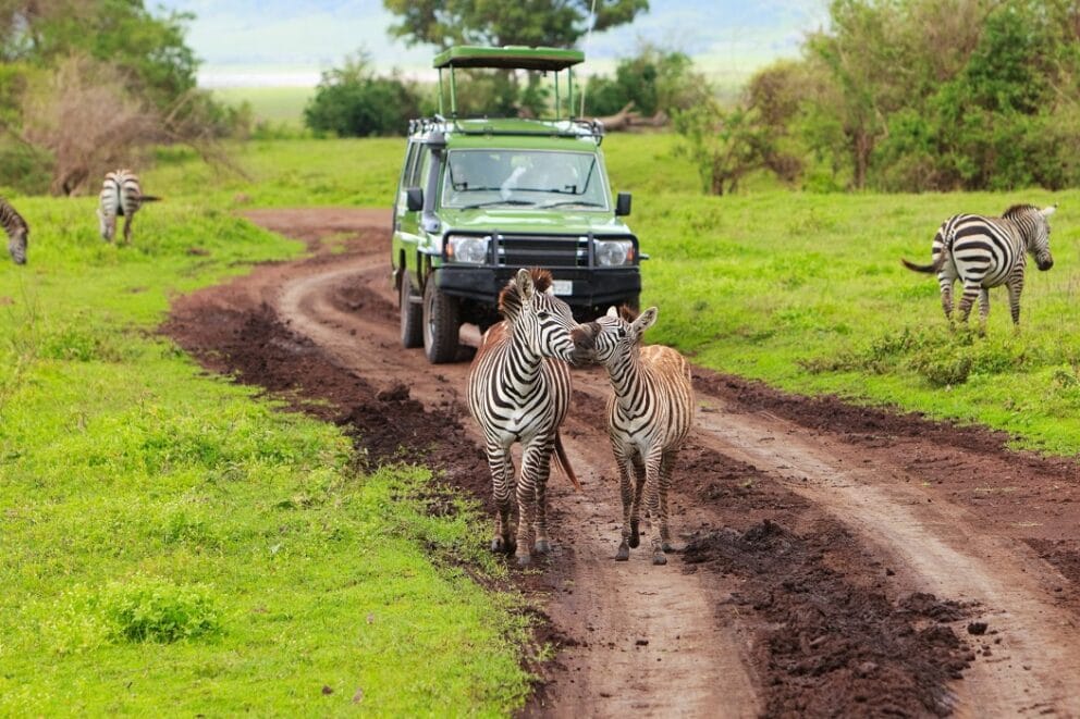 Our most frequently asked questions about the Serengeti calving season
