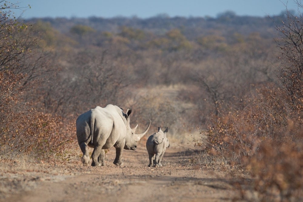 Rhinos from behind in Etosha National Park