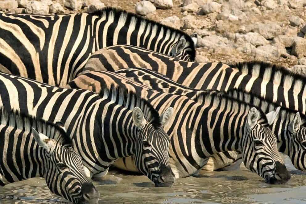 Zebras drinking in Etosha National Park, Namibia.