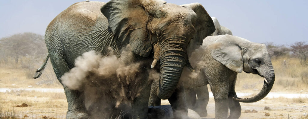 Elephants in Namibia at Etosha National Park
