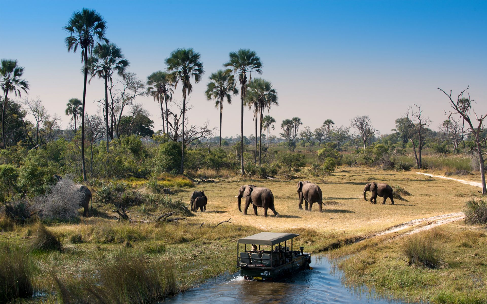 Elephant are abundant throughout Botswana