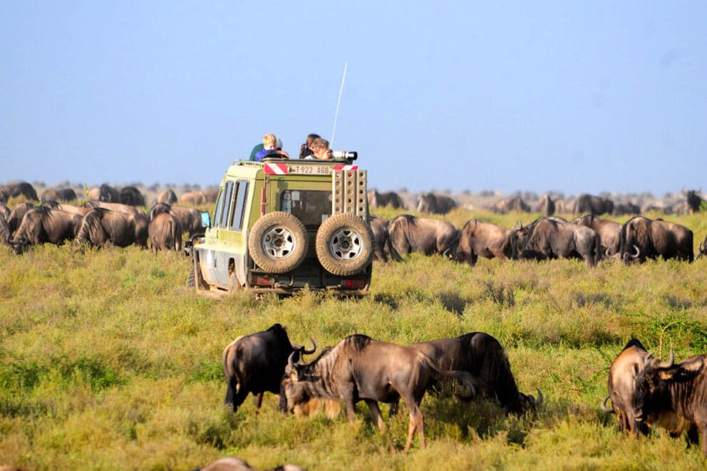 Our most frequently asked questions about the Serengeti calving season