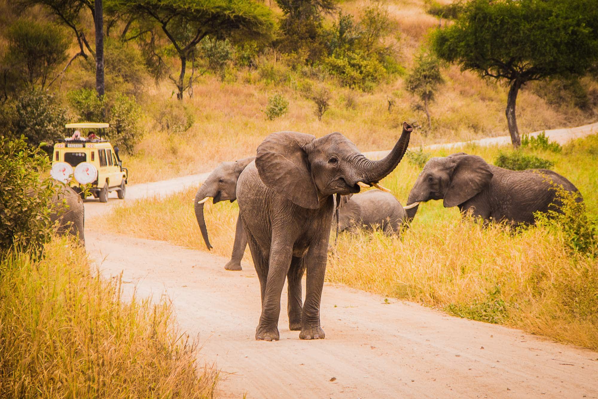 Five Best Serengeti Safari Tours