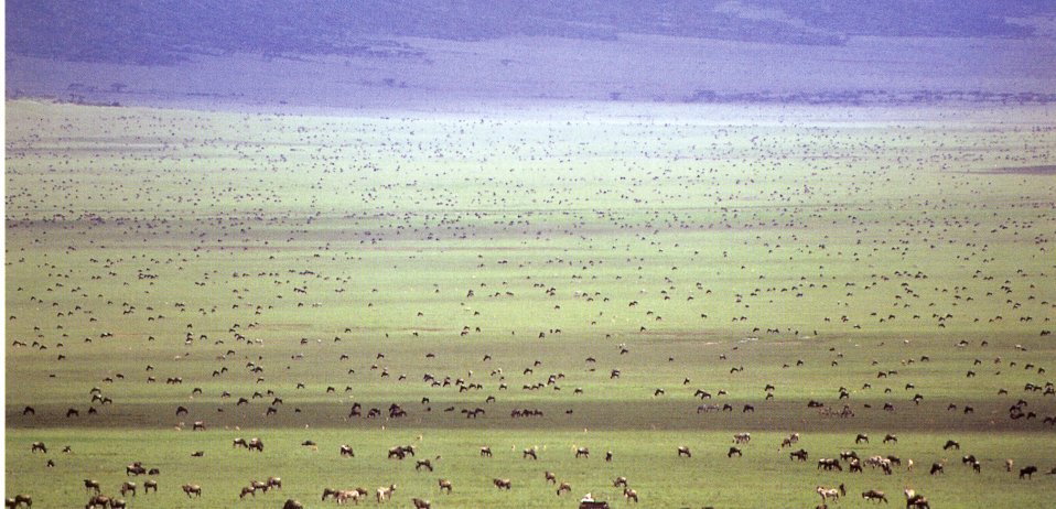 Nomad serengeti safari camp tanzania wildebeest migration