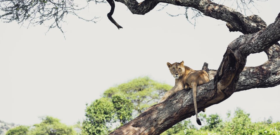 Sanctuary swala camp tarangire tanzania safari tree climbing lion