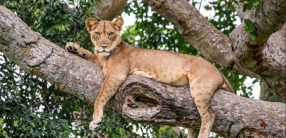 Uganda safari tree climbing lion