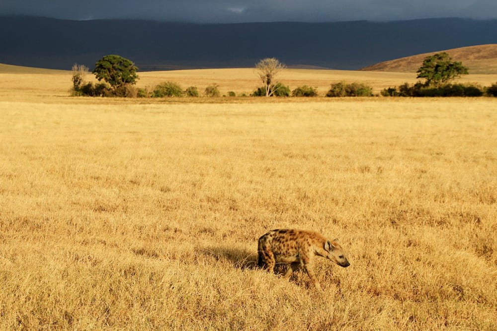 hyena in the ngorongoro serengeti safari