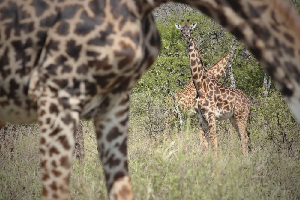 giraffes in northern serengeti