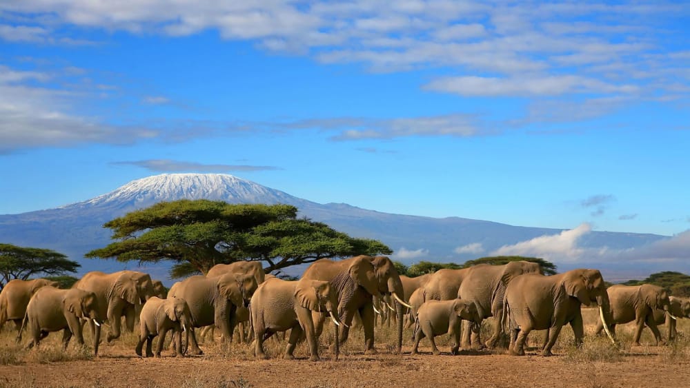 amboseli national park kenya safari