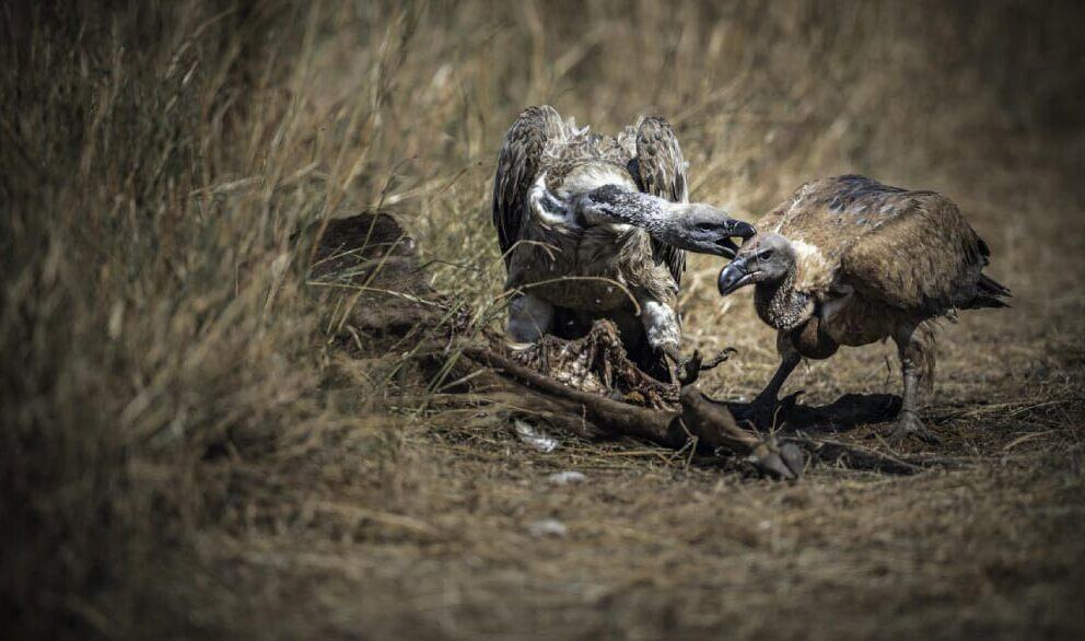 Vultures in Masai Mara, Kenya.
