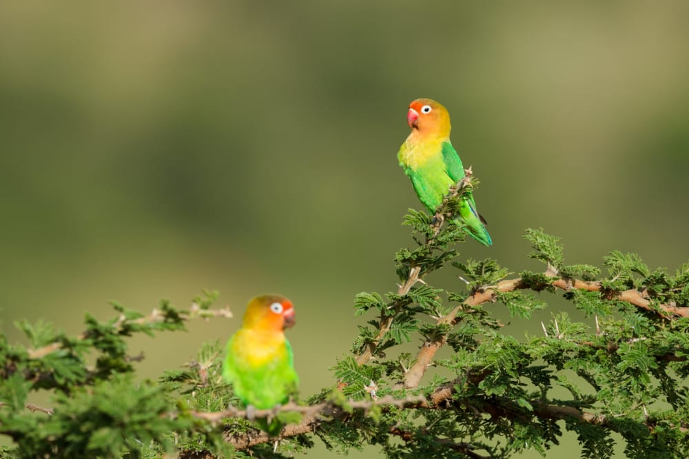 fishers love birds serengeti