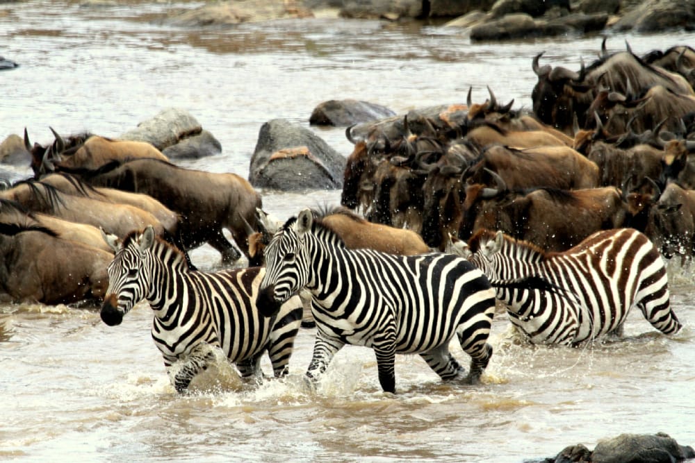 camp zebra serengeti migration safari river crossing