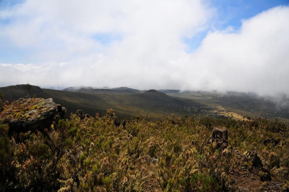the moorlands of kilimanjaro