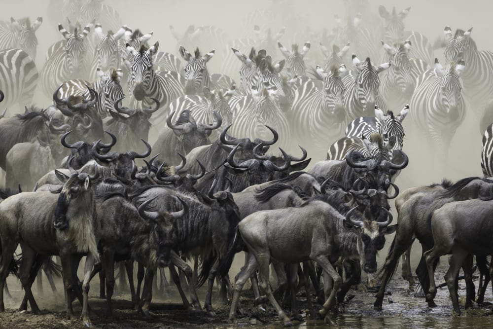 masai mara migration safari river crossing