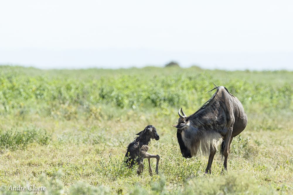 calving season in the serengeti