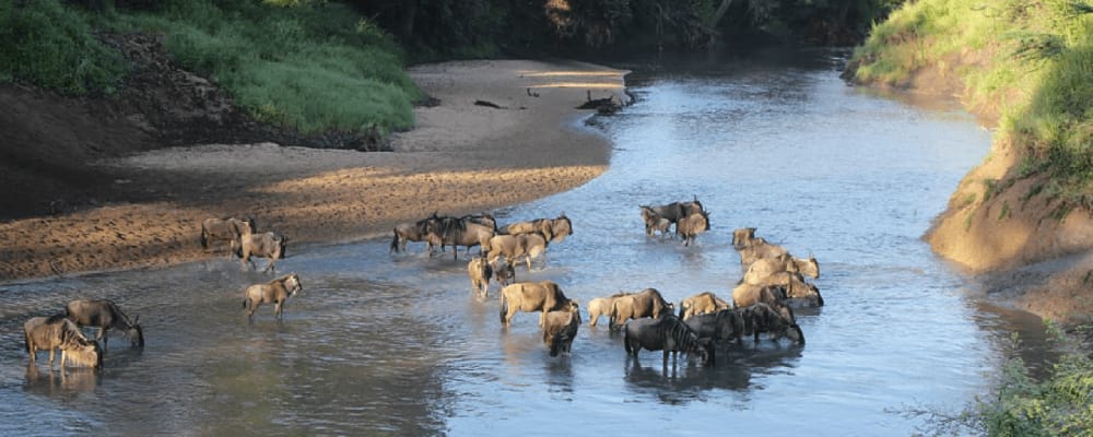 wildebeest in the grumeti river