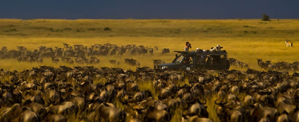 kicheche mara camp wildebeest migration photo safari