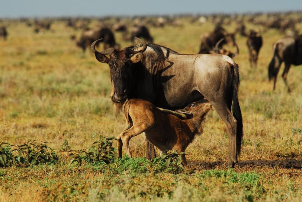 wildebeest calving season serengeti